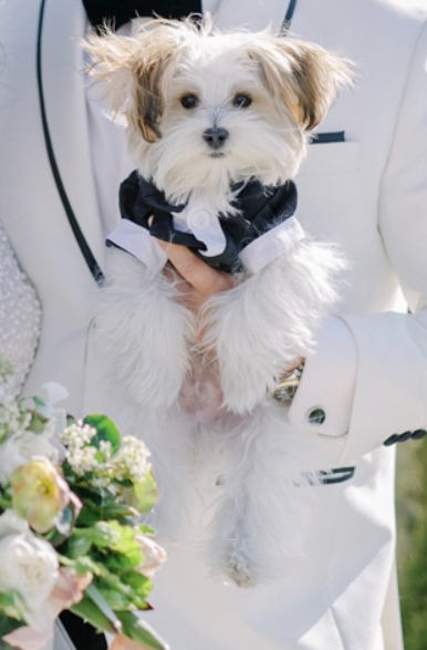 Sweet Morkie Baby