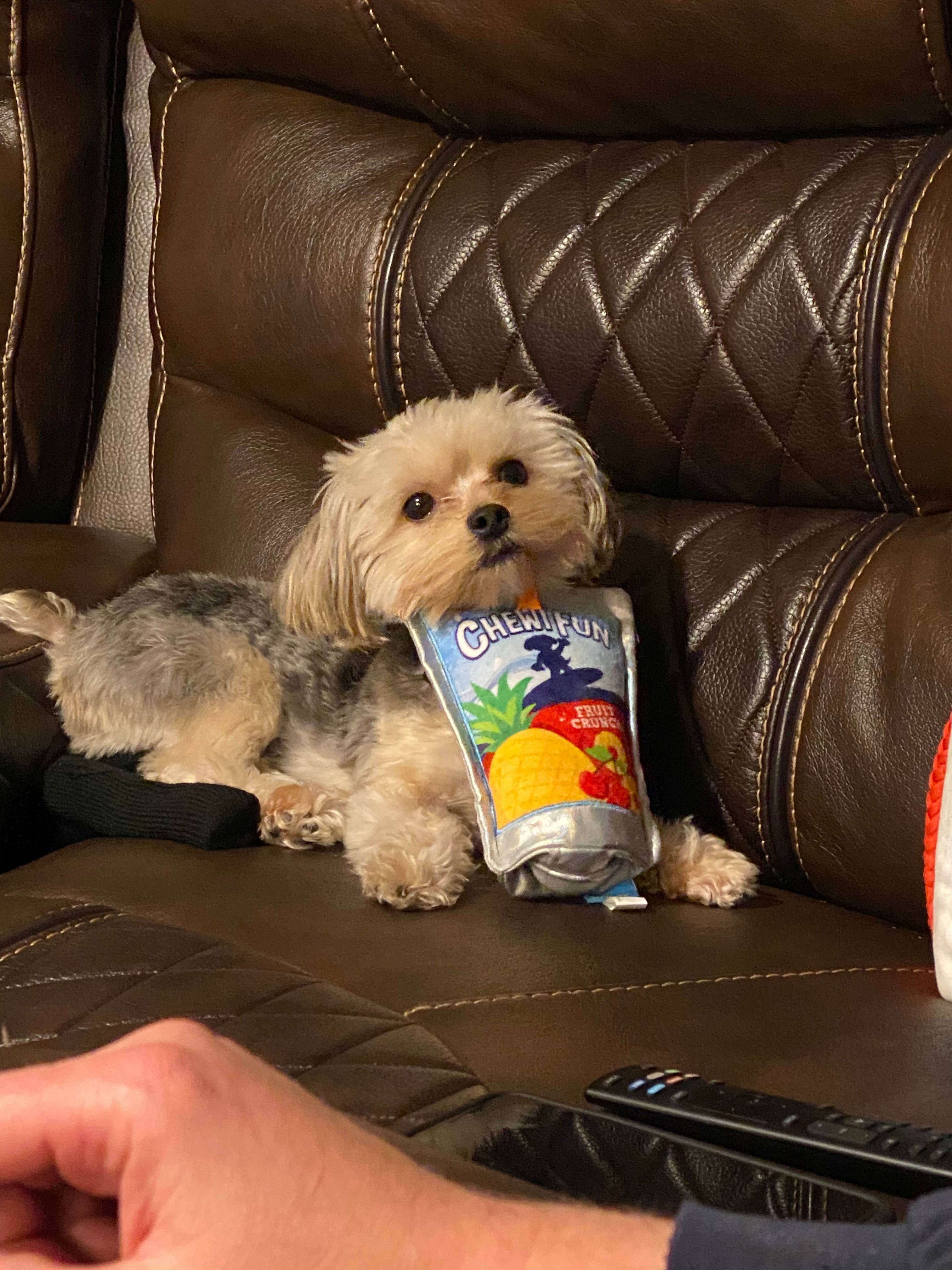Cute Morkie Baby