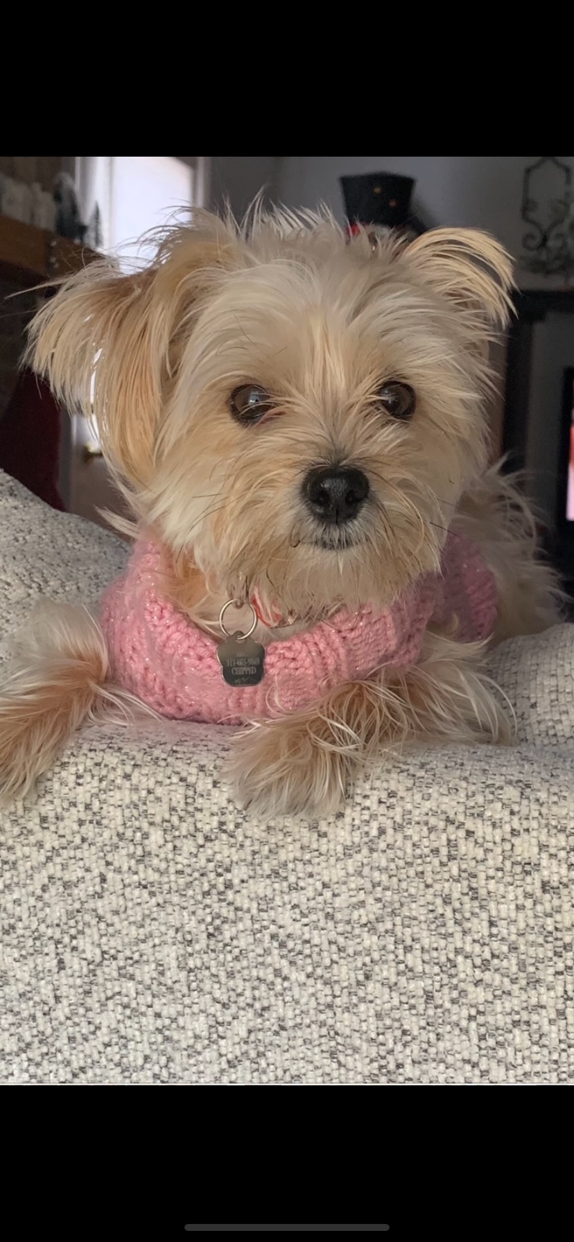 Best Morkie Baby