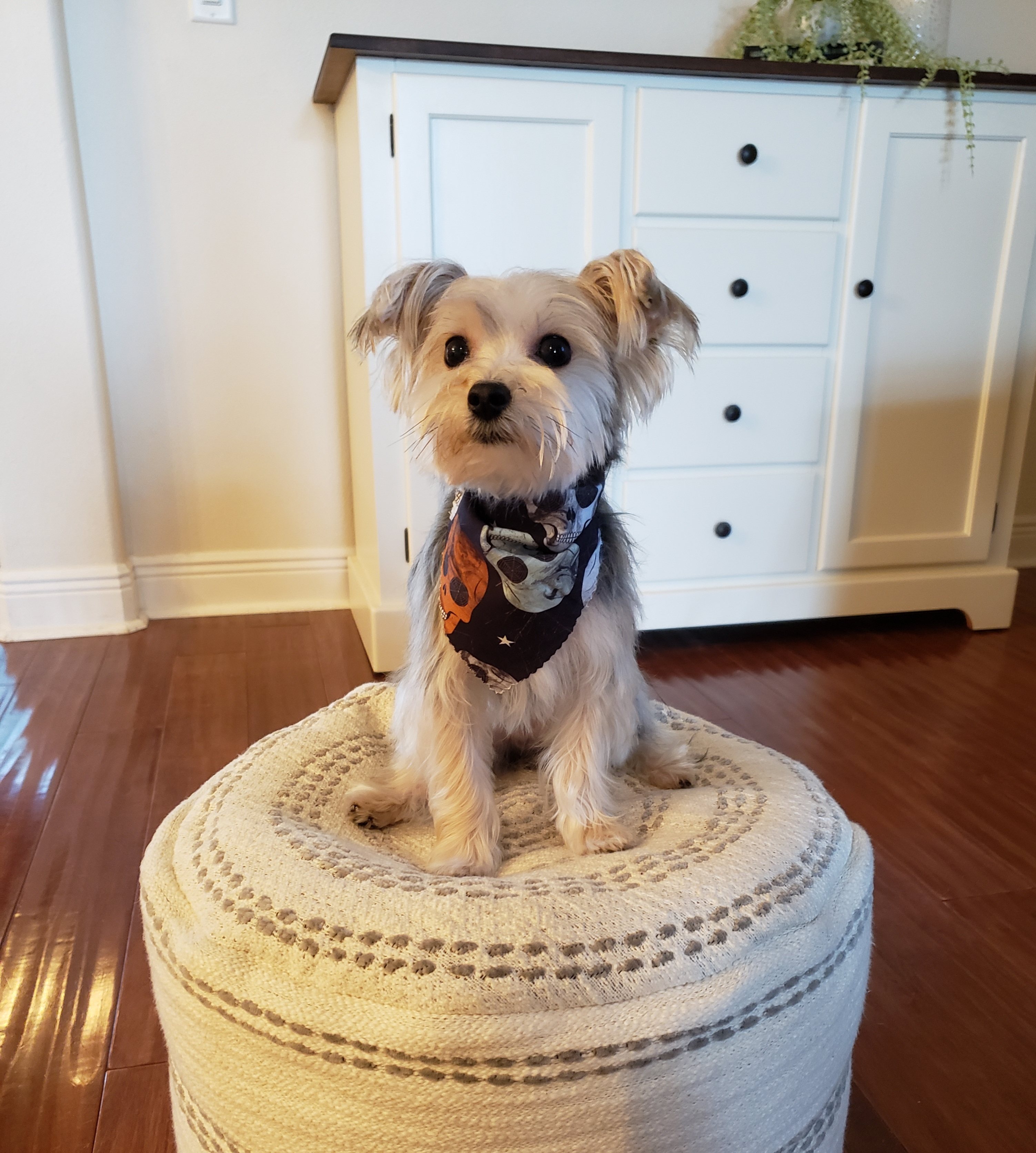 Petite Morkie Designer Pup