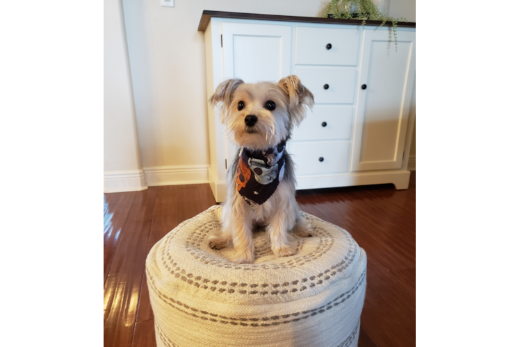 Petite Morkie Designer Pup