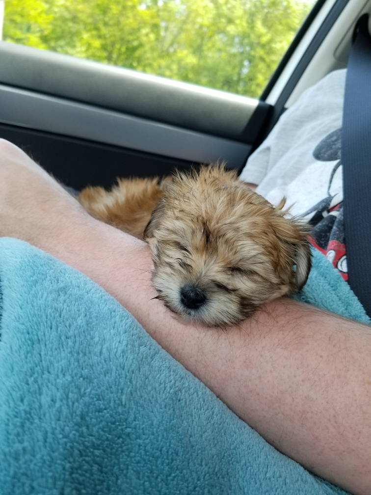 Funny Morkie Designer Pup