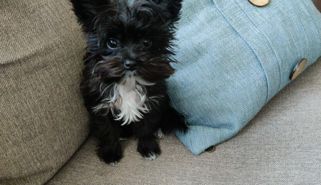 Friendly Morkie Baby