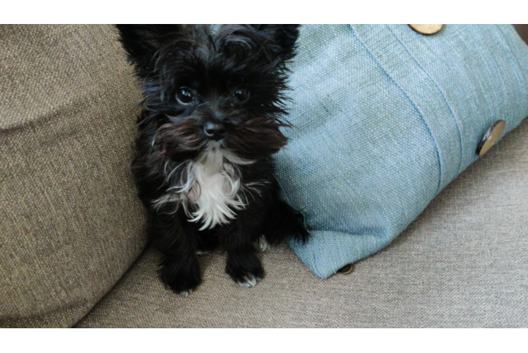 Friendly Morkie Baby