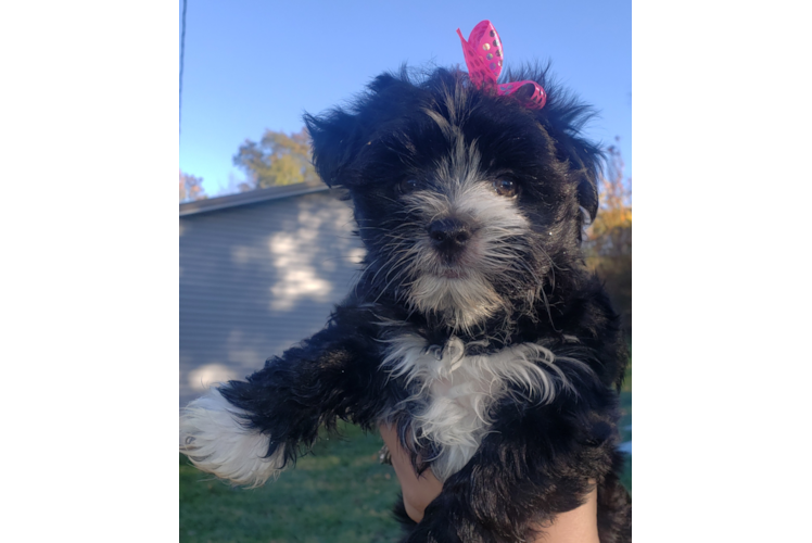 Friendly Morkie Baby