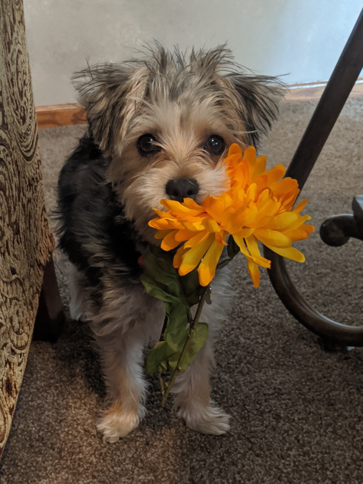 Happy Morkie Pup in Delphos OH