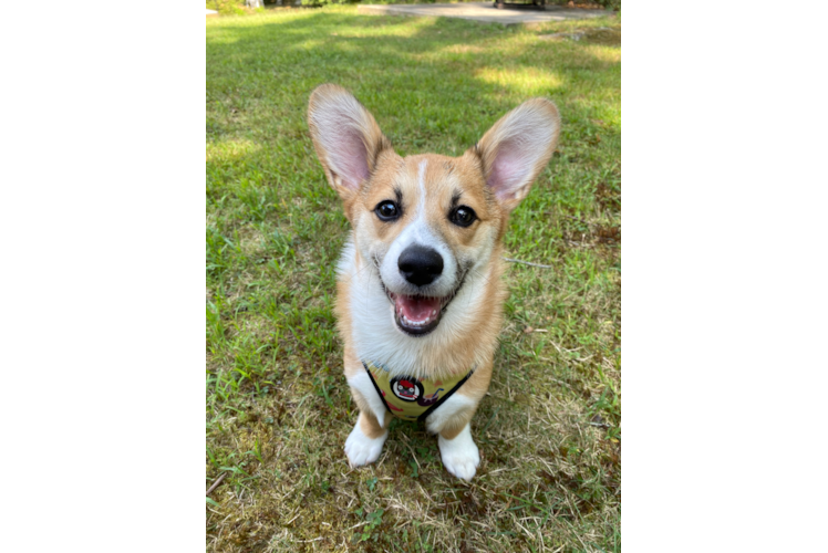 Pembroke Welsh Corgi Puppy for Adoption