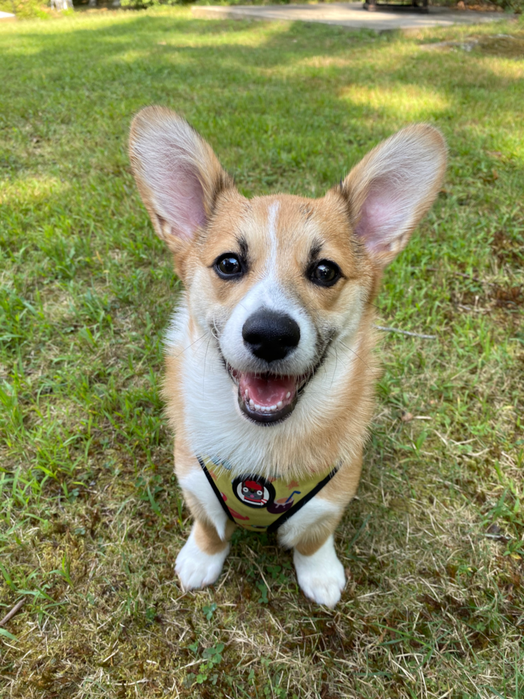 Woonsocket Pembroke Welsh Corgi Pup