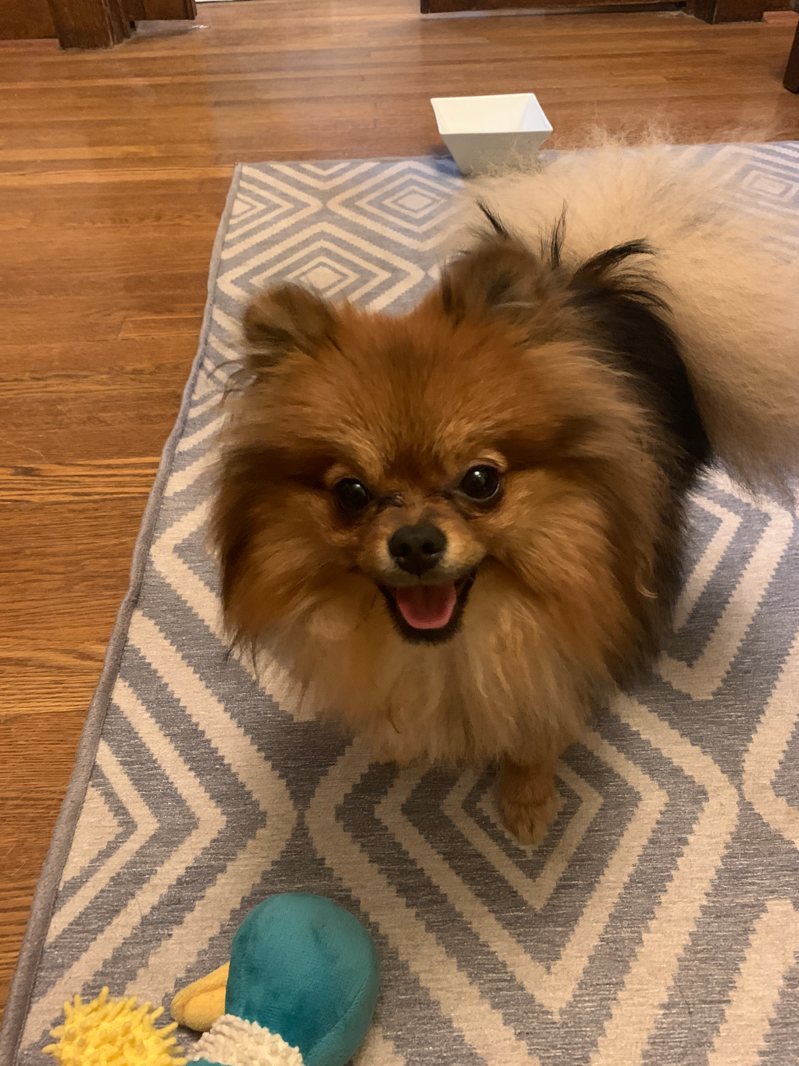 Akc Registered Pomeranian Baby