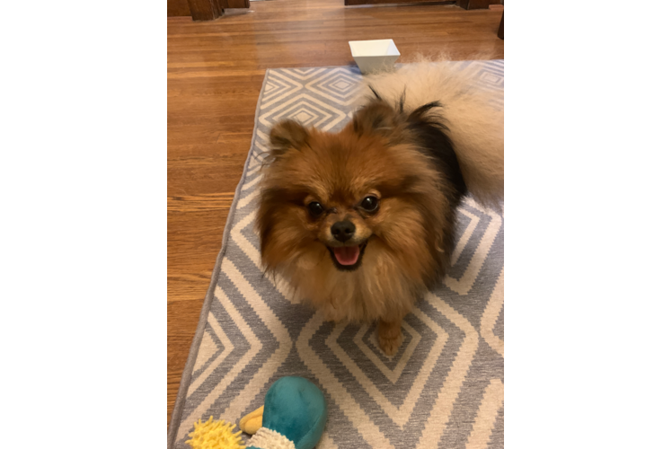 Akc Registered Pomeranian Baby