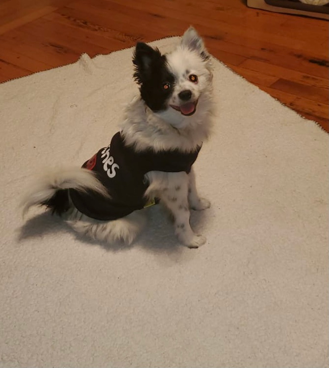 Pomeranian Puppy for Adoption