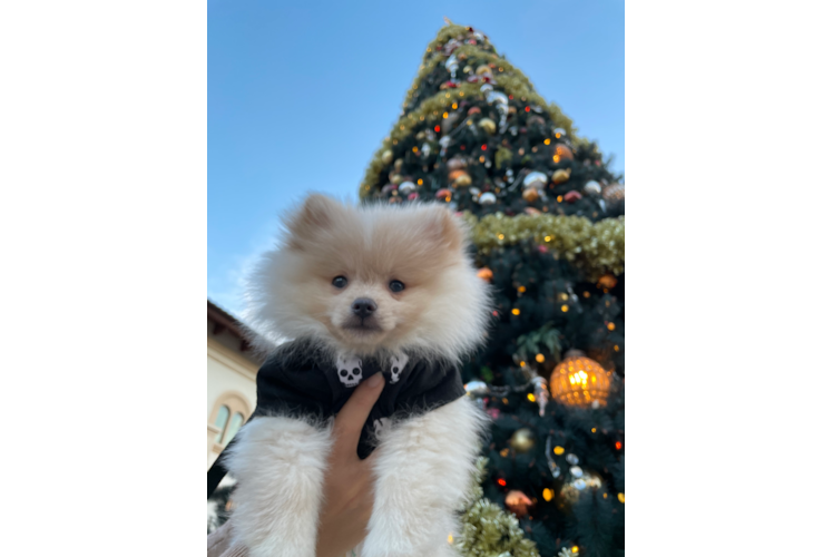 Pomeranian Pup Being Cute