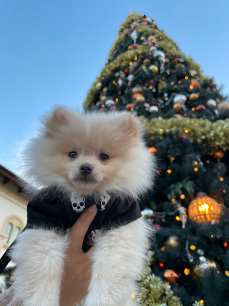 Pomeranian Being Cute