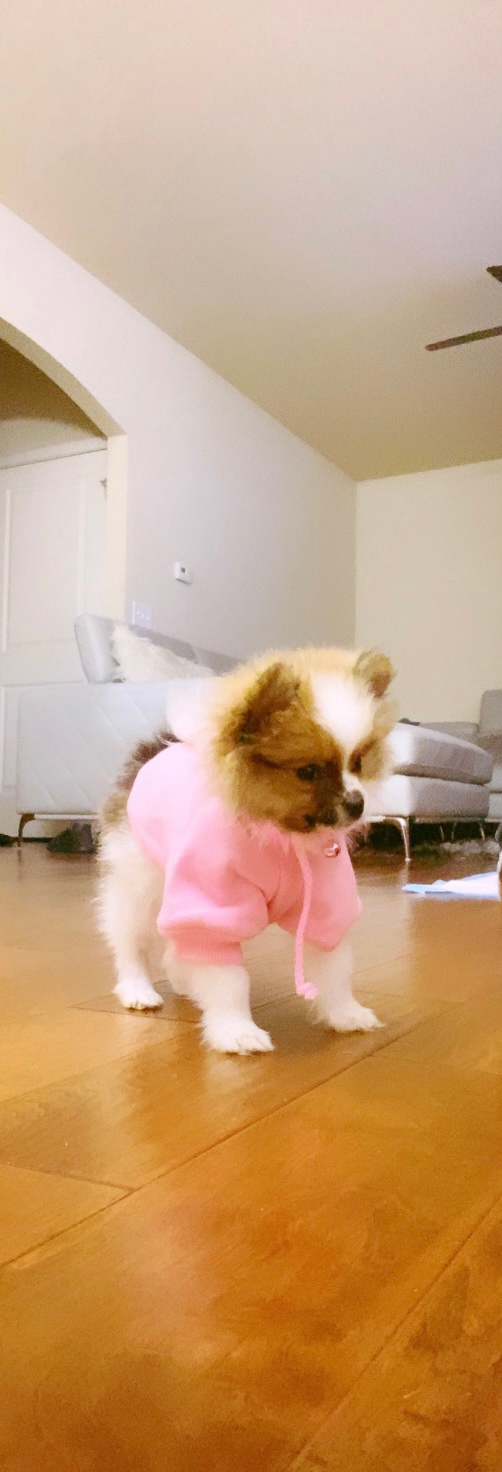 Pomeranian Pup Being Cute