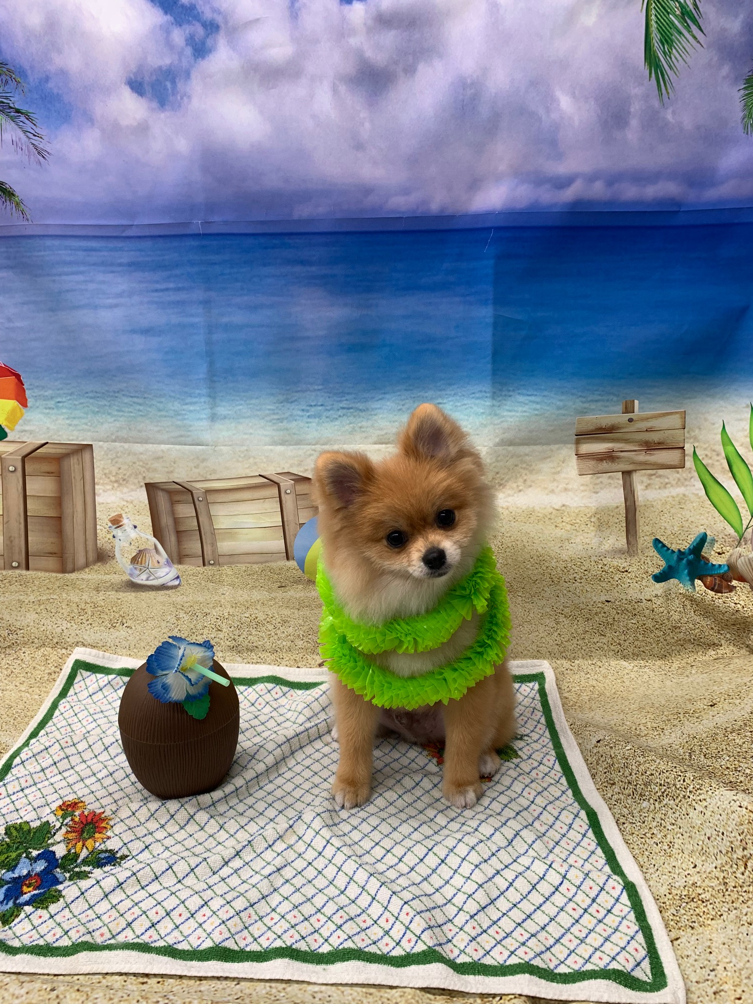 Pomeranian Pup Being Cute