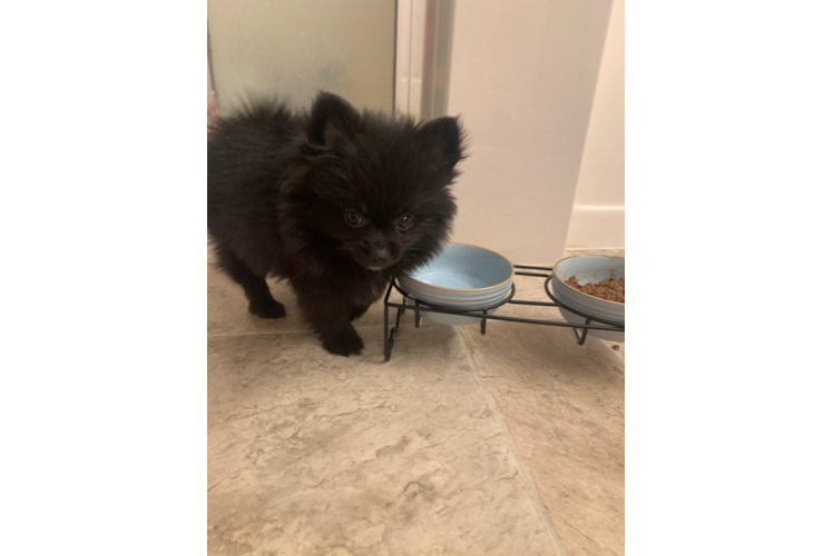 Friendly Pomeranian Purebred Pup