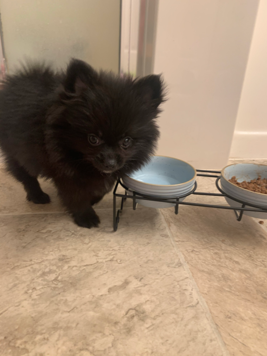 Little Pomeranian Pup