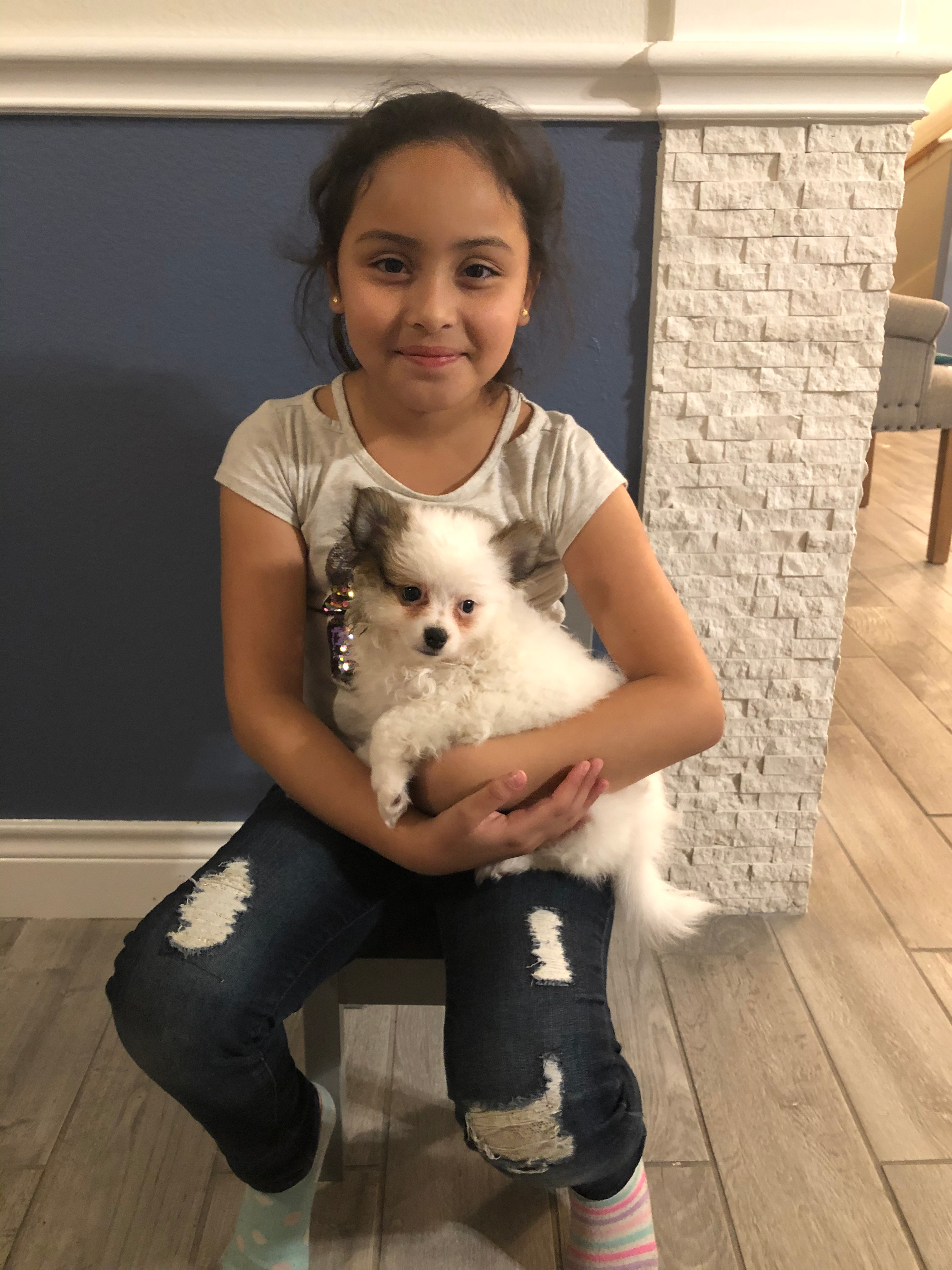 Pomeranian Puppy for Adoption