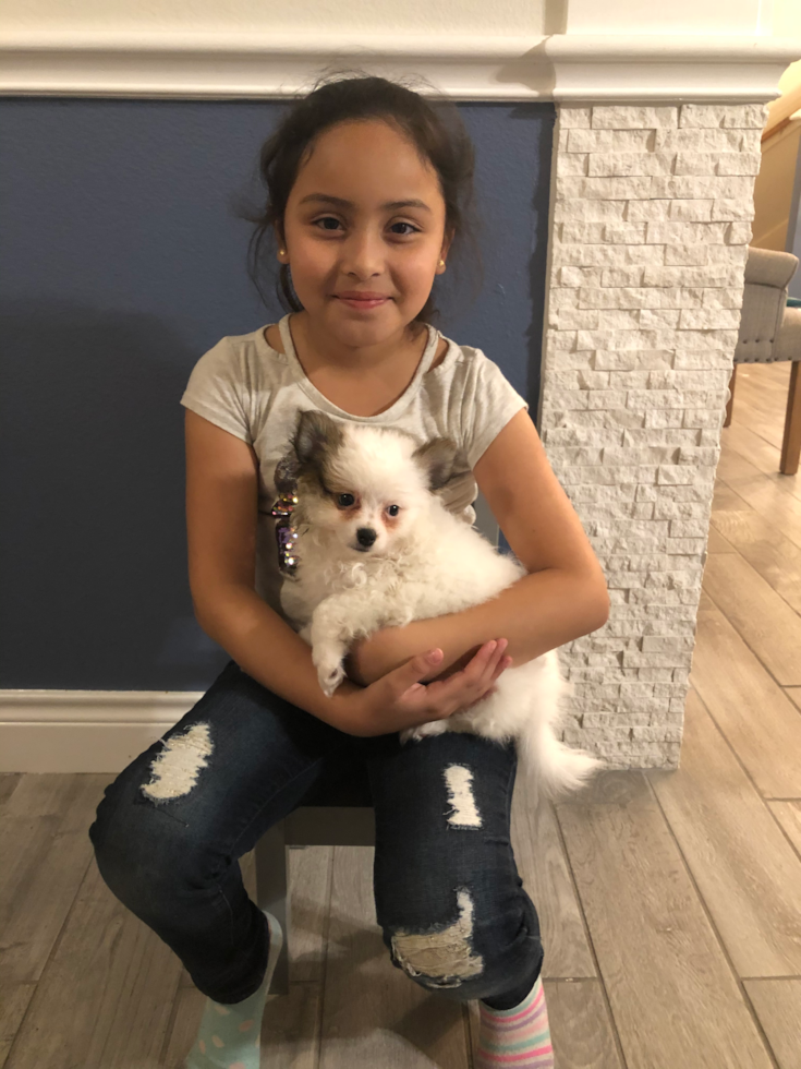 Petite Pomeranian Pup in Katy TX