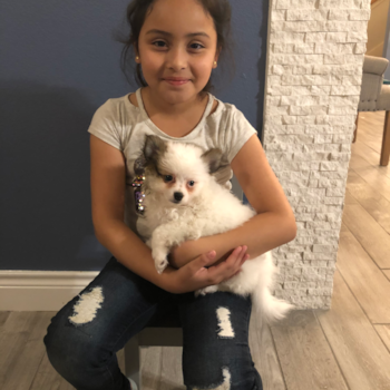 Petite Pomeranian Pup in Katy TX