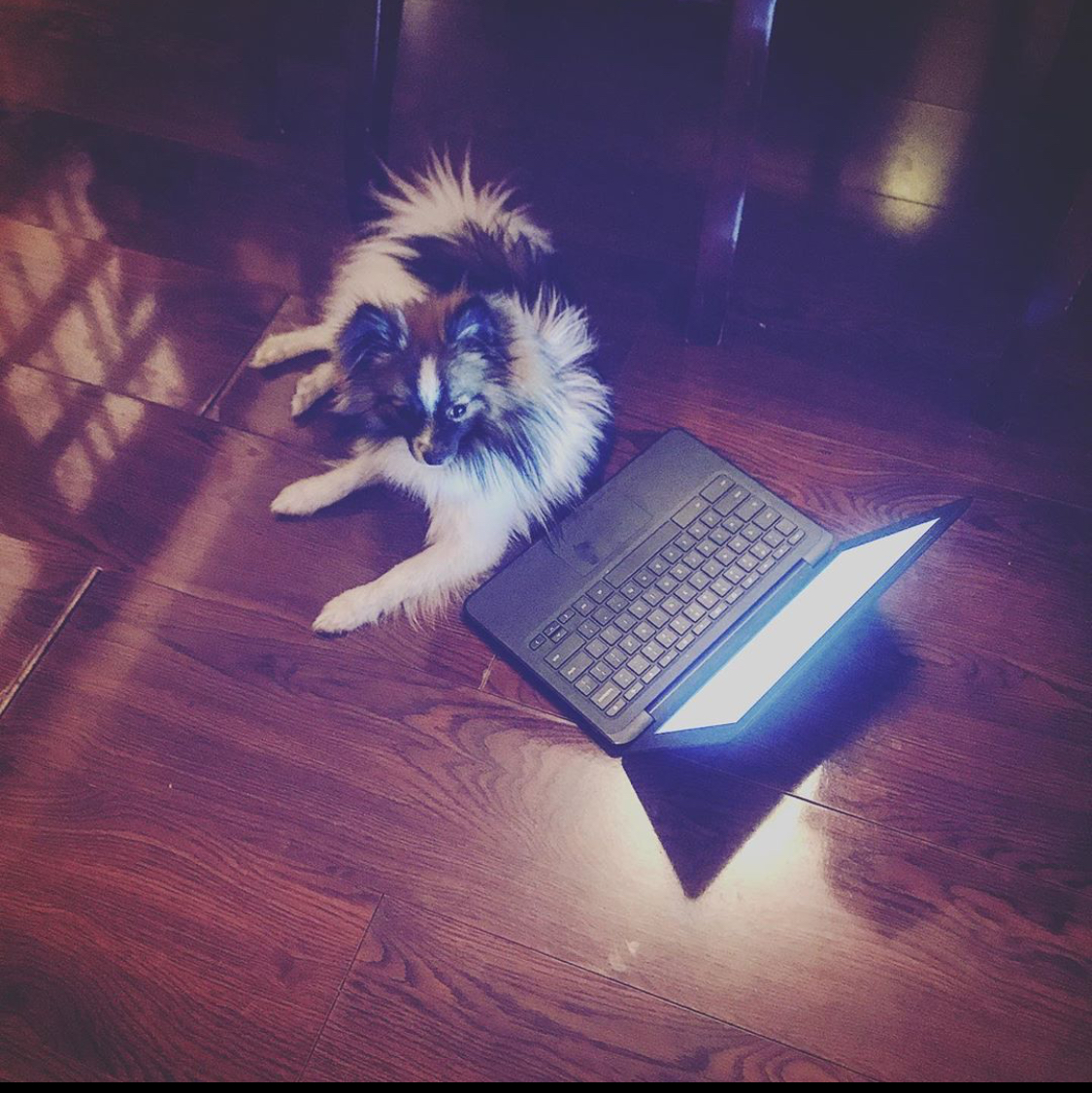 Best Pomeranian Baby