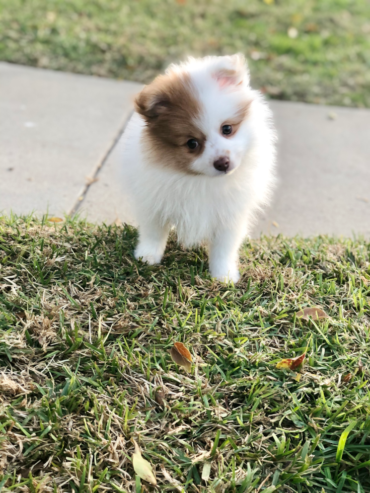 Adorable Pomeranian Purebred Pup