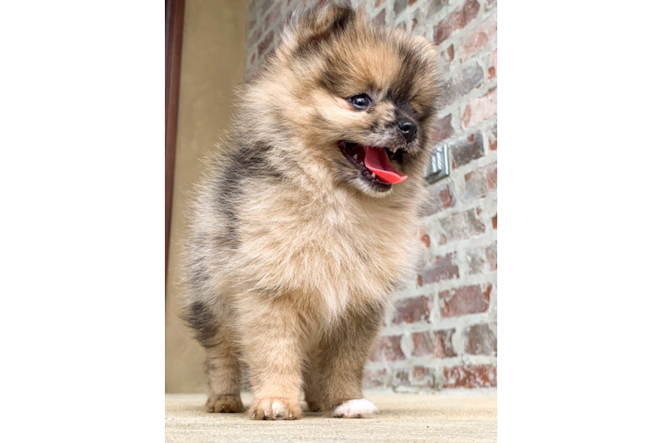 Smart Pomeranian Purebred Puppy