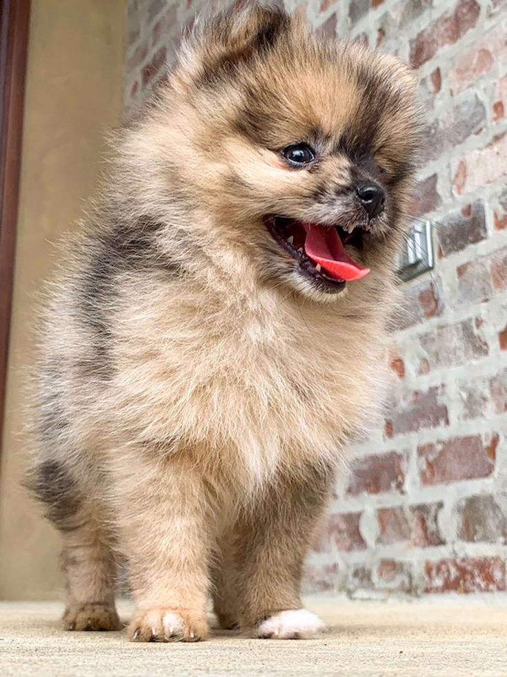 Pomeranian Being Cute