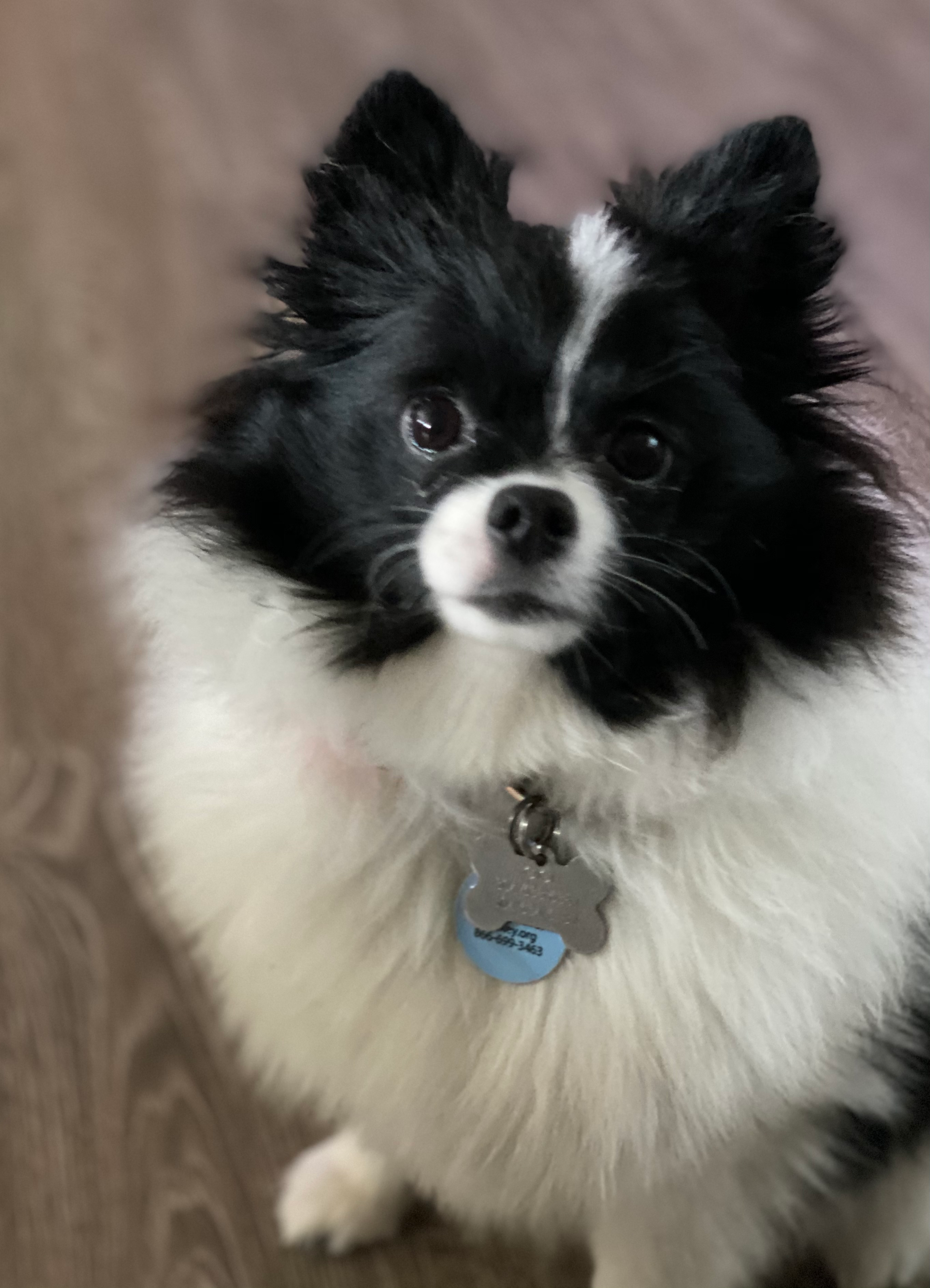 Pomeranian Puppy for Adoption