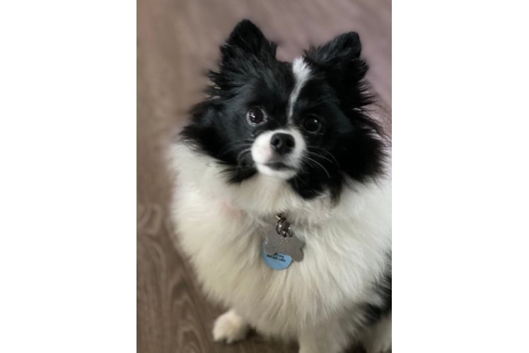 Pomeranian Puppy for Adoption