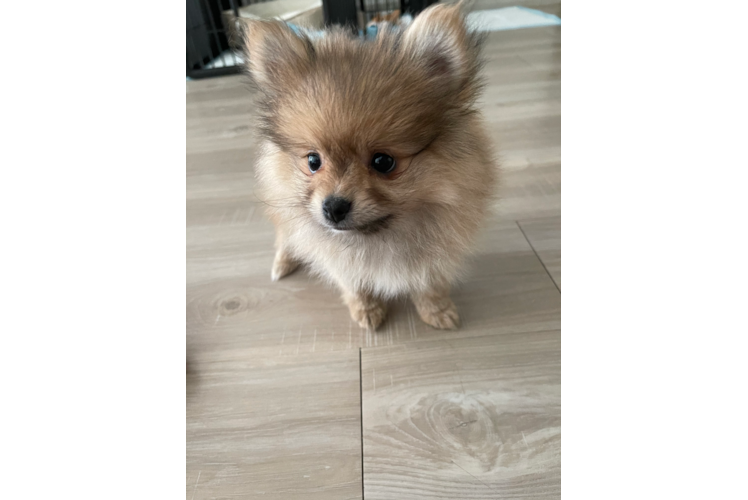 Fluffy Pomeranian Purebred Puppy