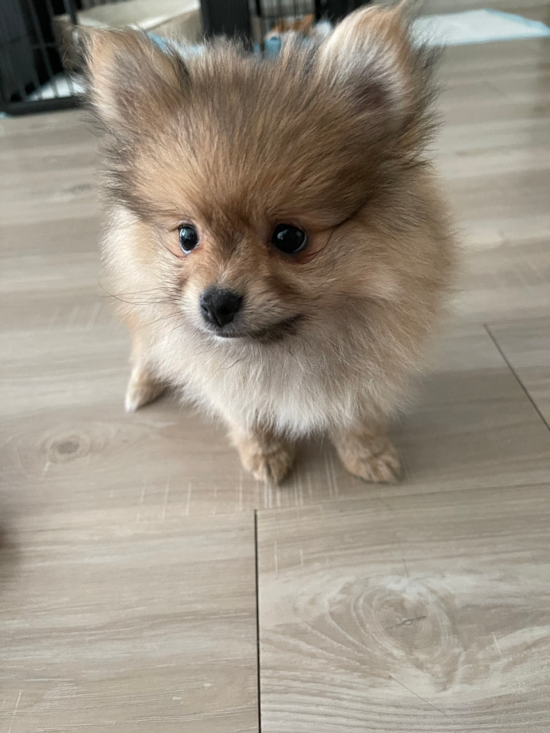 Friendly Pomeranian Purebred Pup