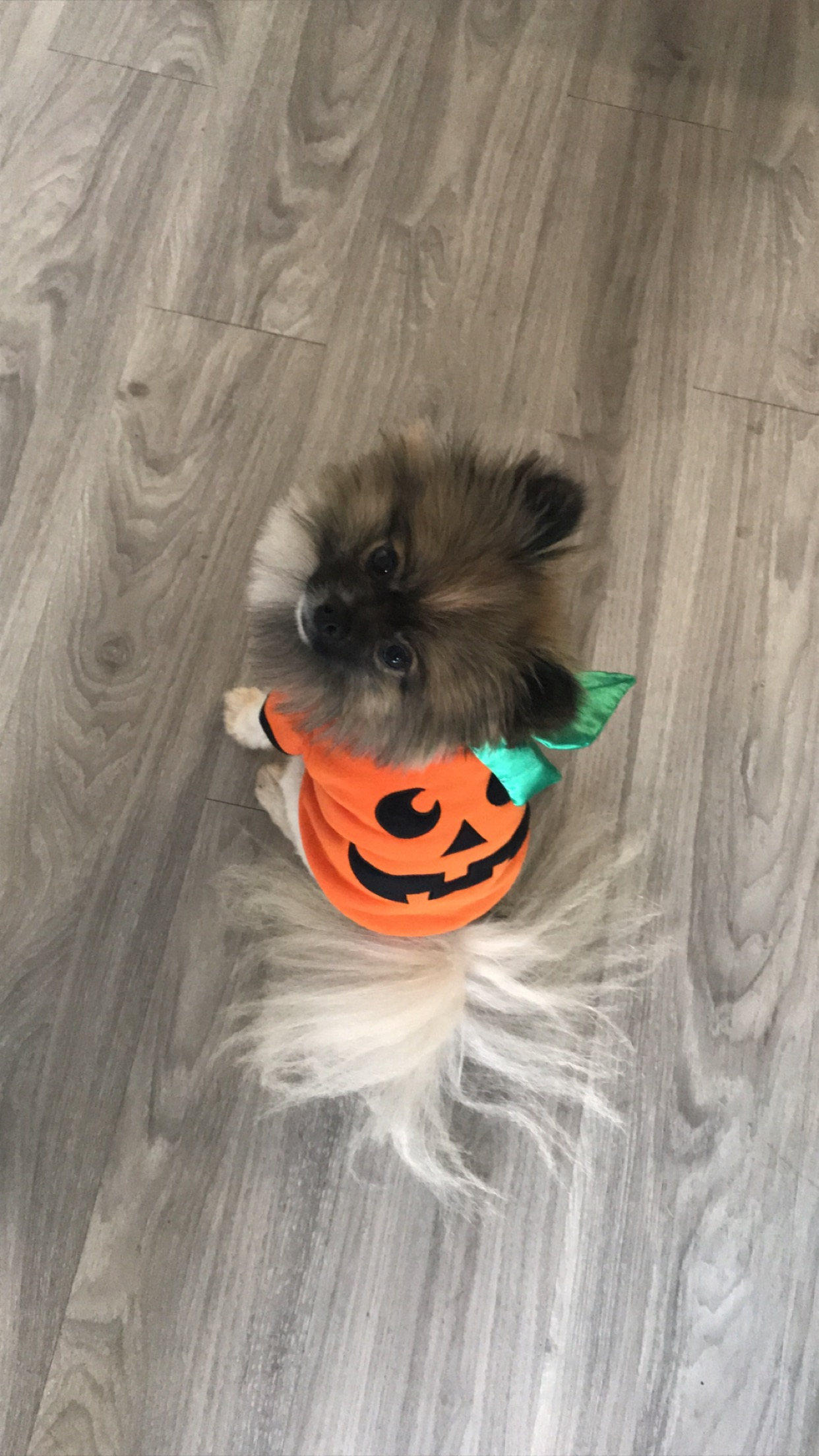 Pomeranian Puppy for Adoption