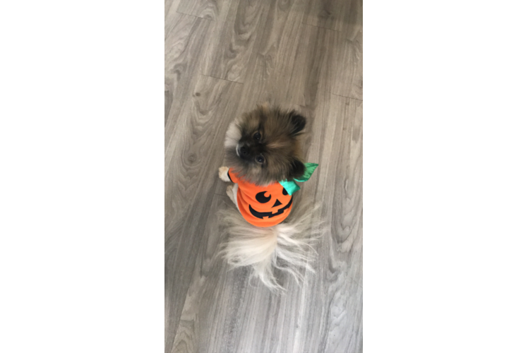 Pomeranian Puppy for Adoption