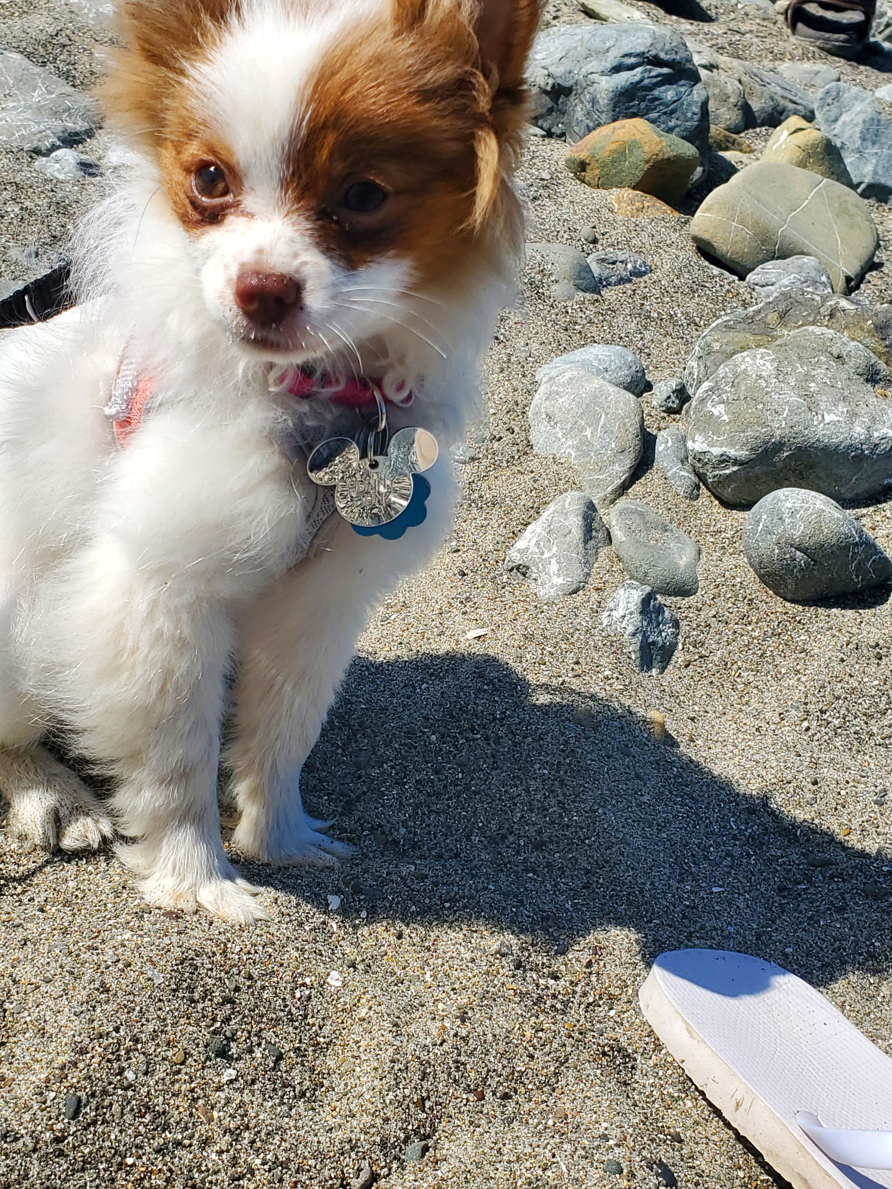Pomeranian Pup Being Cute