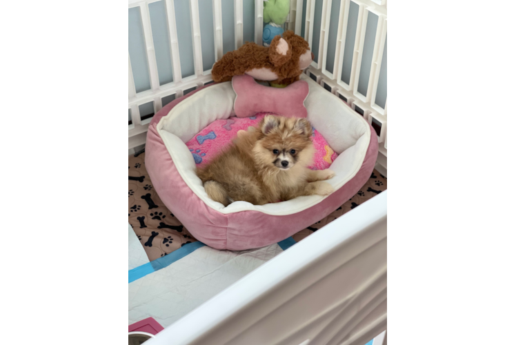 Pomeranian Puppy for Adoption