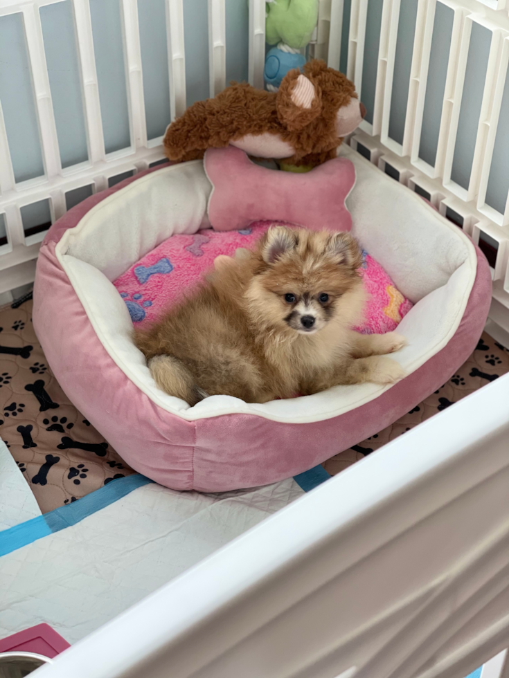 Pomeranian Being Cute