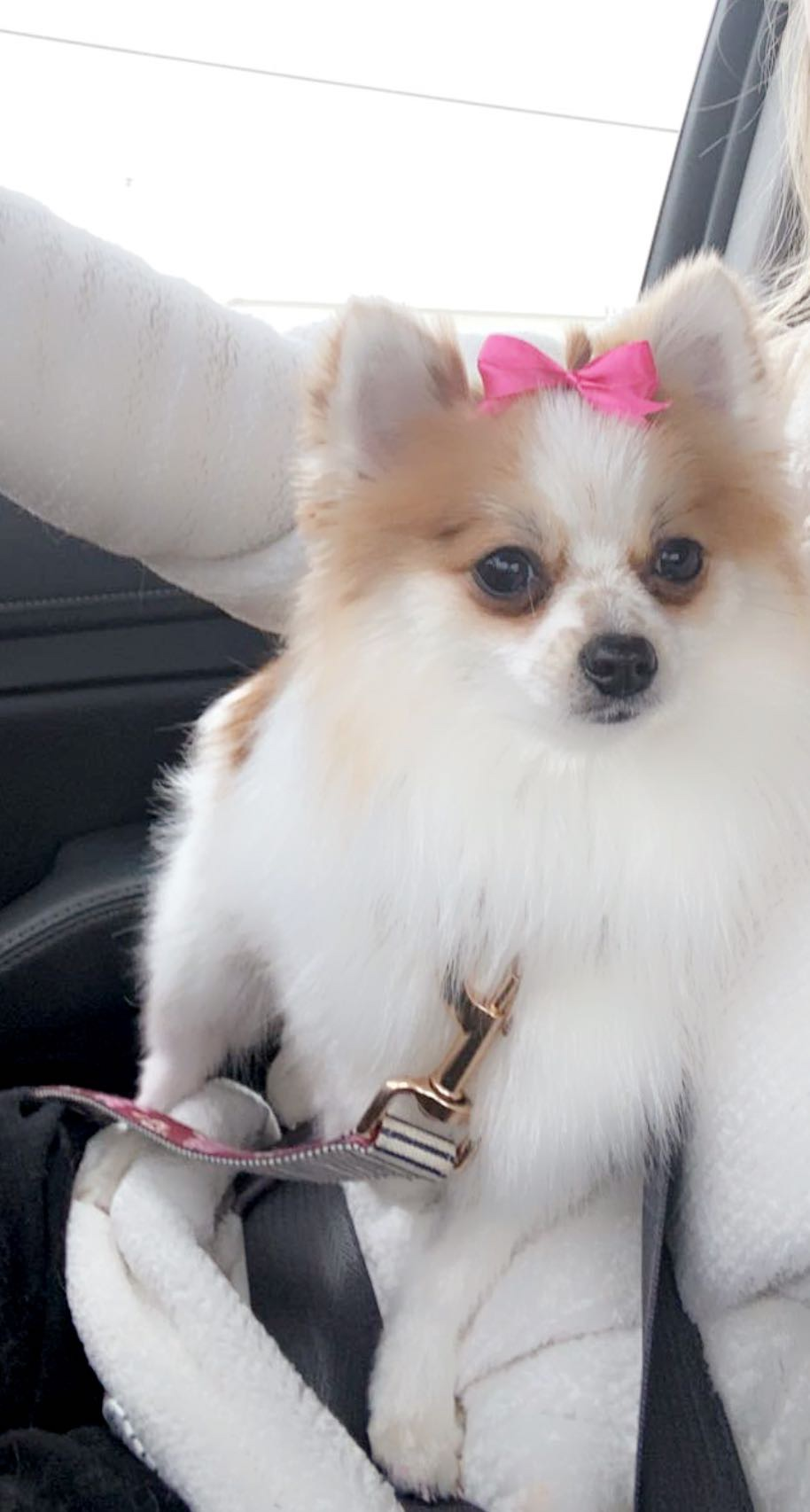 Best Pomeranian Baby