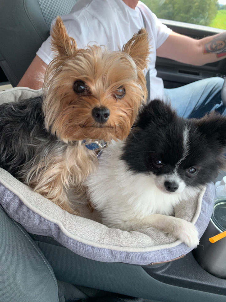 Small Yorkshire Terrier Pup