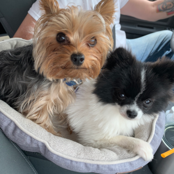 Small Yorkshire Terrier Pup