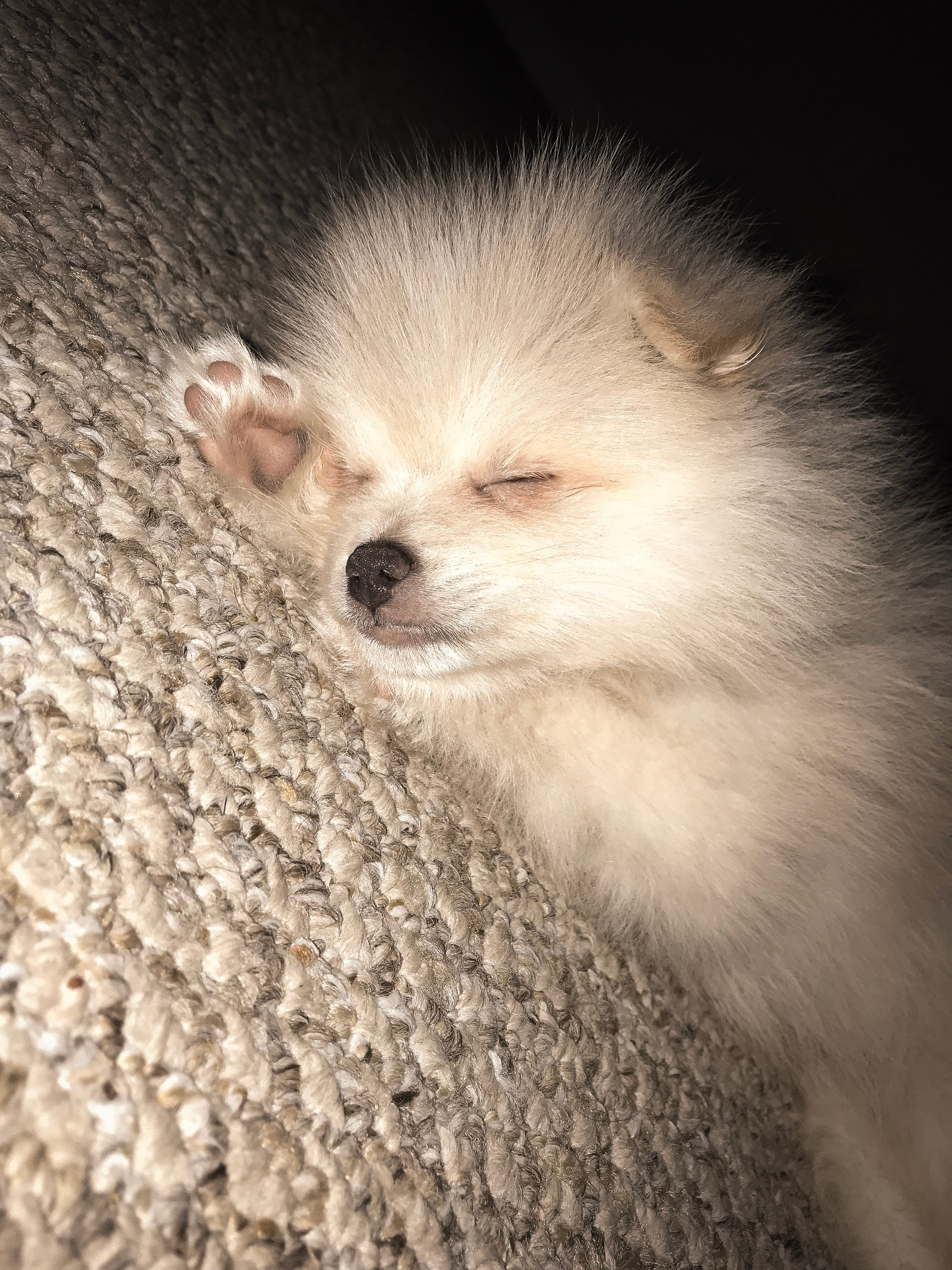 Adorable Pomeranian Purebred Puppy