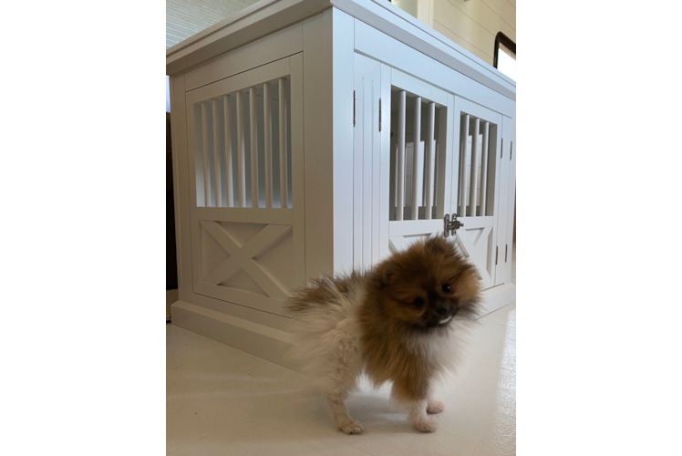 Smart Pomeranian Purebred Puppy