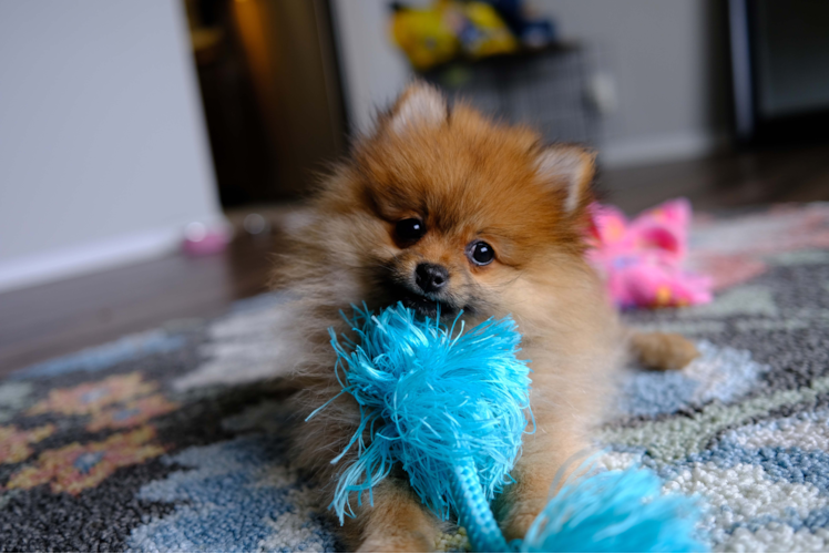 Best Pomeranian Baby