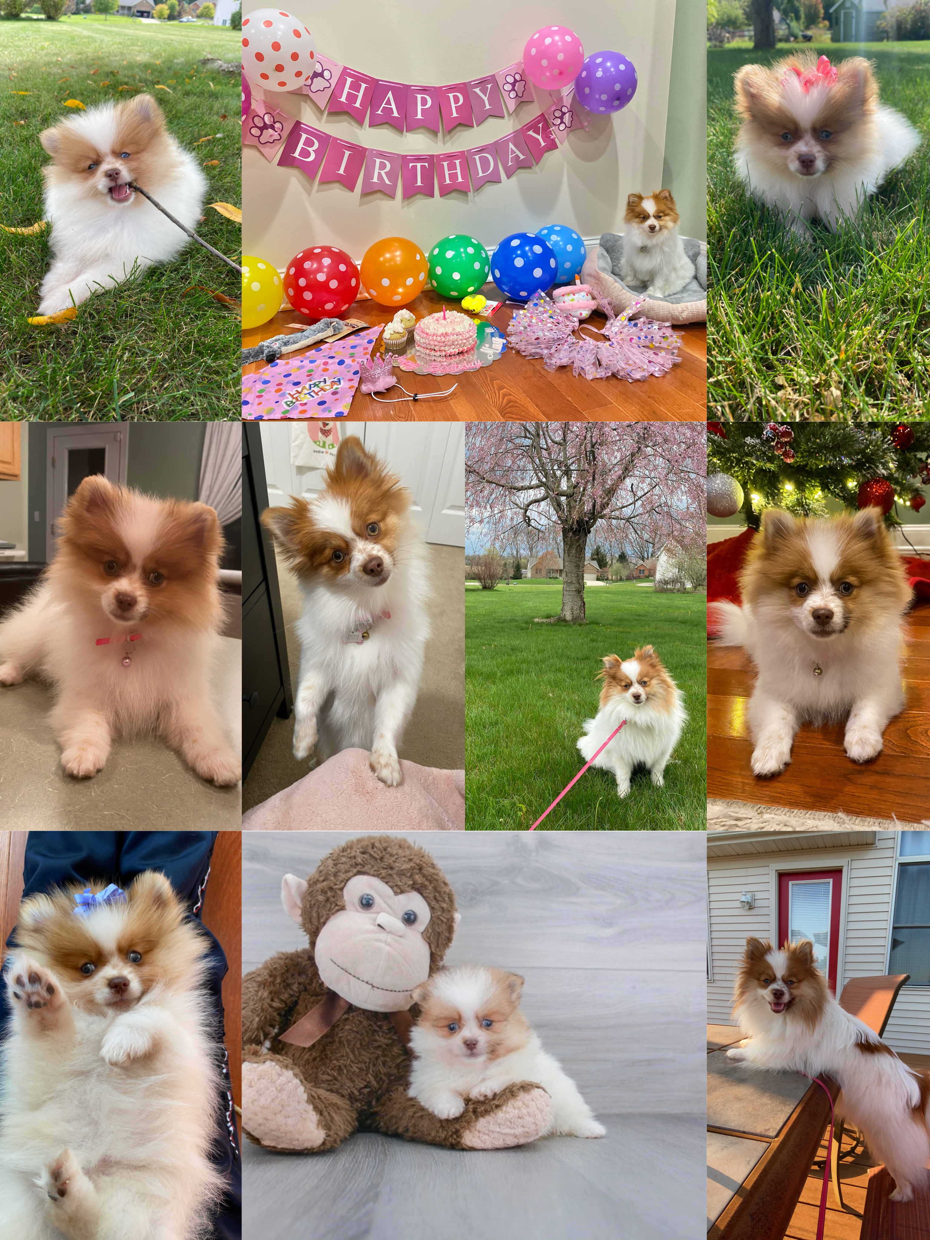 Best Pomeranian Baby