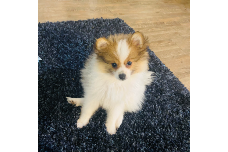 Sweet Pomeranian Purebred Puppy