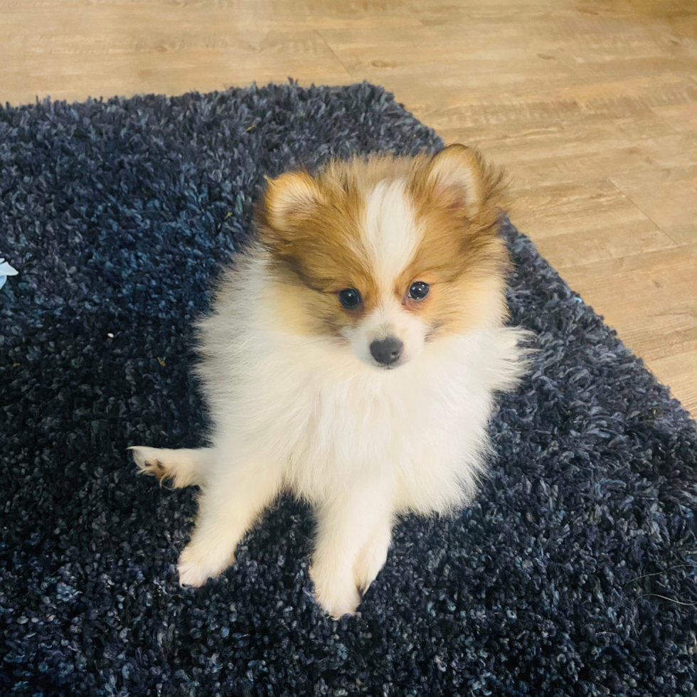 Sweet Pomeranian Pup in Goleta CA