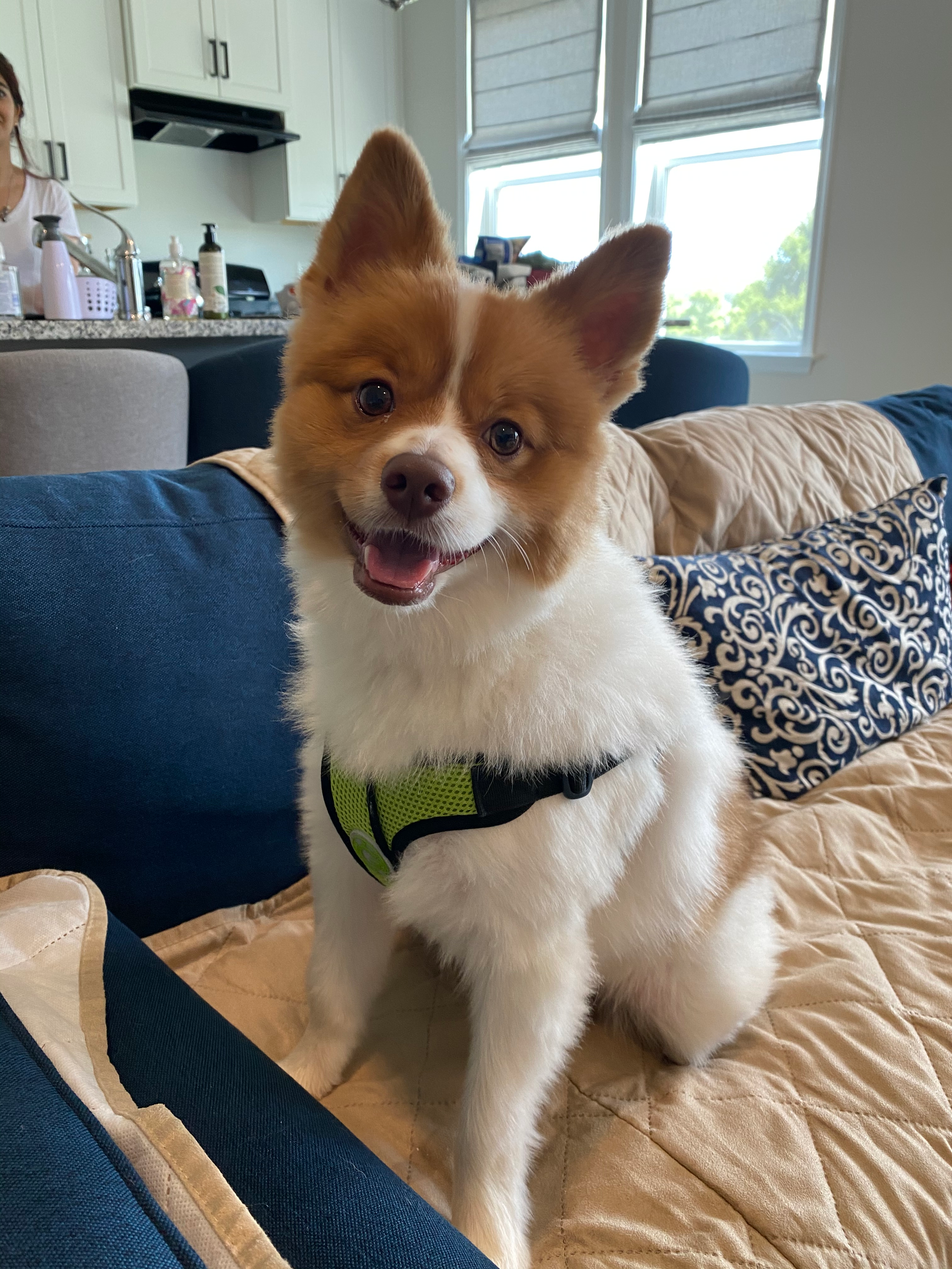 Hypoallergenic Pomeranian Purebred Pup