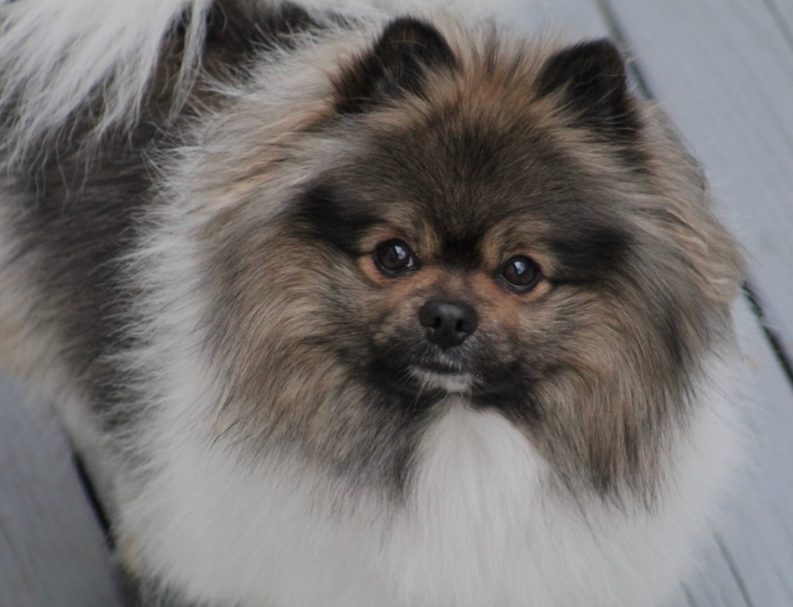 Friendly Pomeranian Purebred Pup