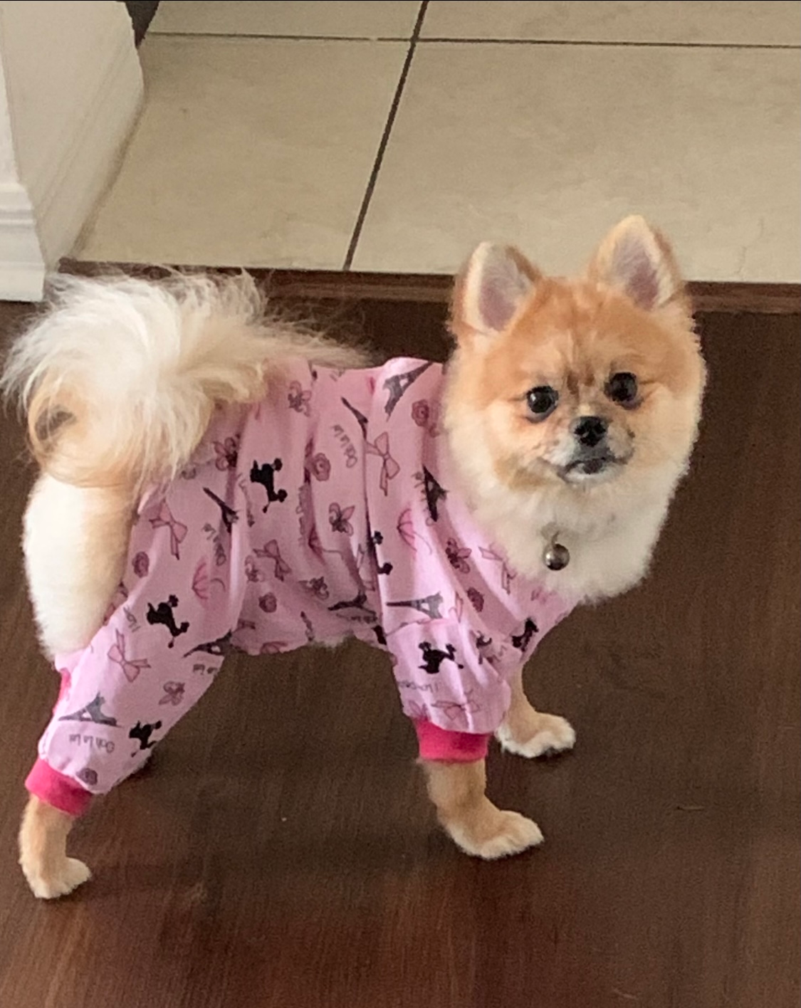 Akc Registered Pomeranian Purebred Pup