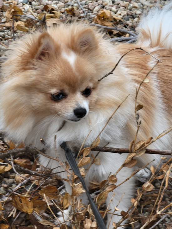 Pomeranian Being Cute